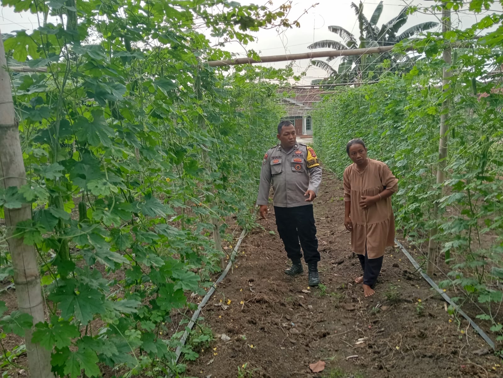 Pemantapan Program Perkarangan Pangan Bergizi, Pemanfaatan Lahan Produktif, dan Pengawasan Distribusi di Tiyuh Gading Kencana